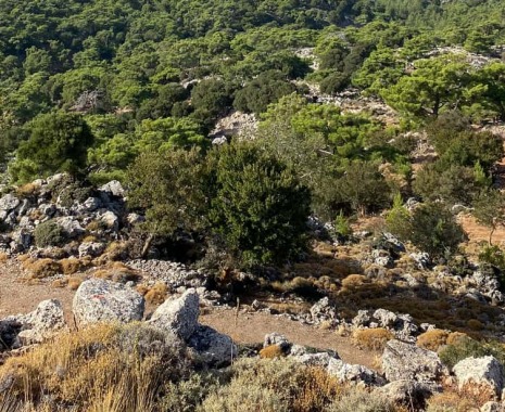 Kroustas Forest